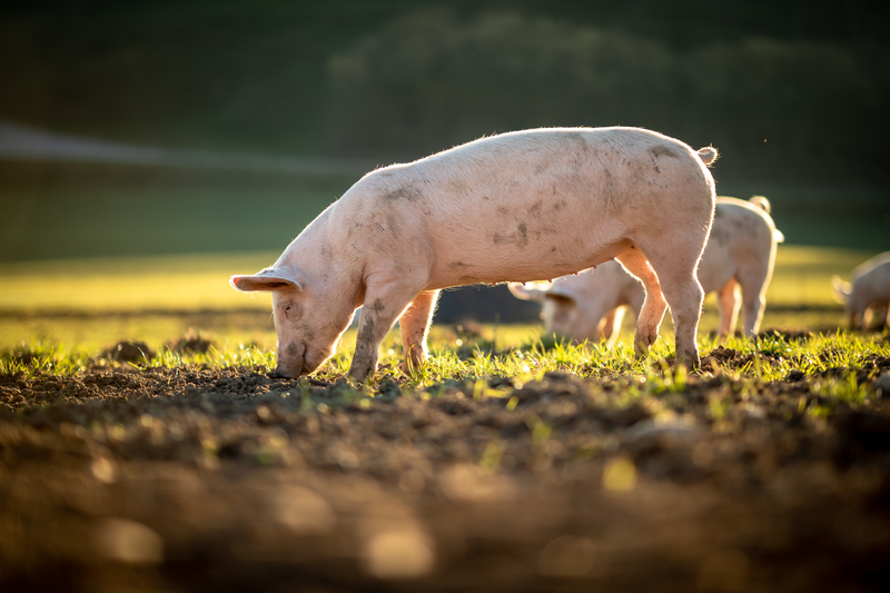 Proposition 12 and pork prices