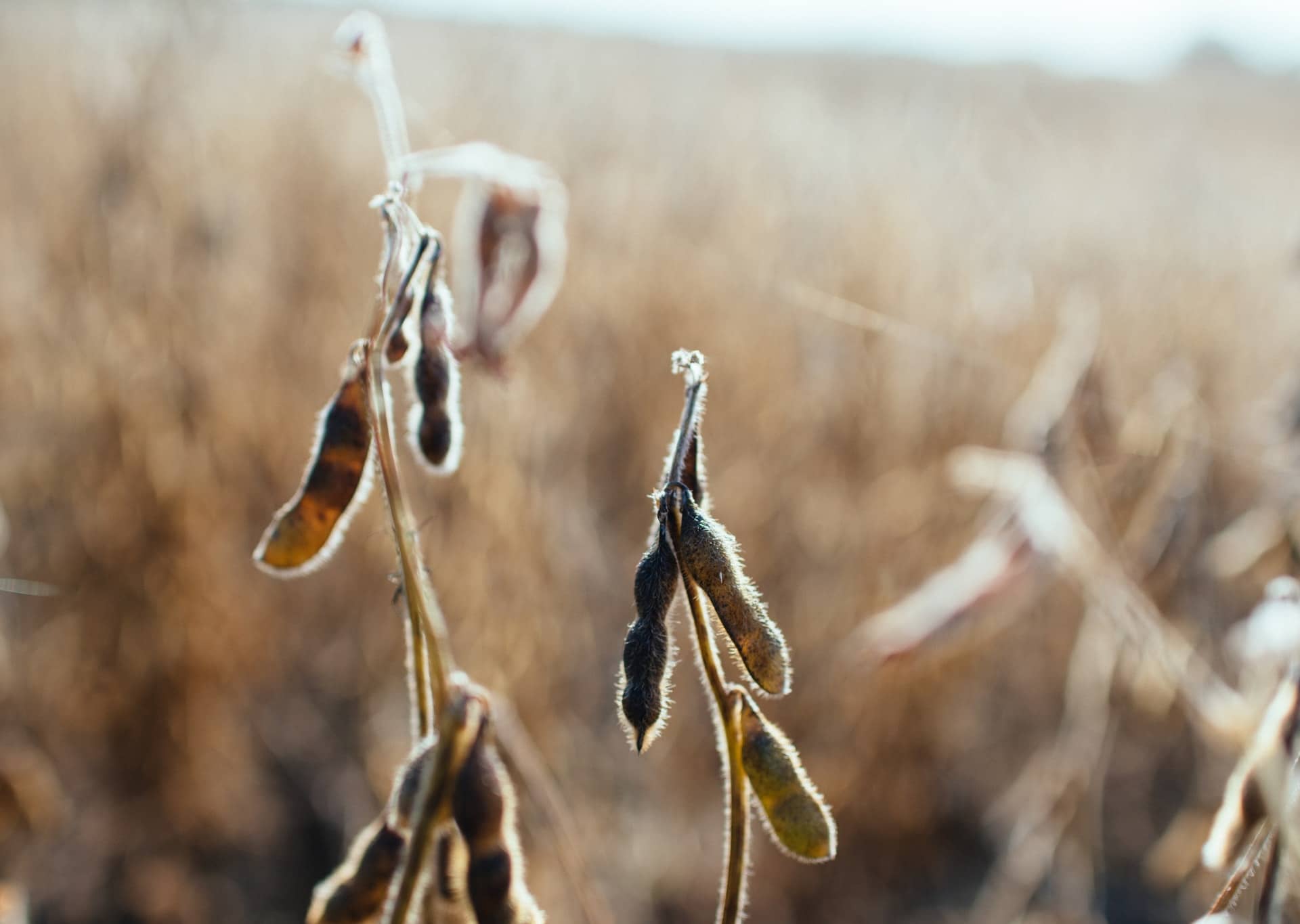 Soybeans growing on a farm in the US 