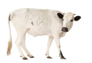 beef commodity update for ArrowStream users, powered by CommodityONE