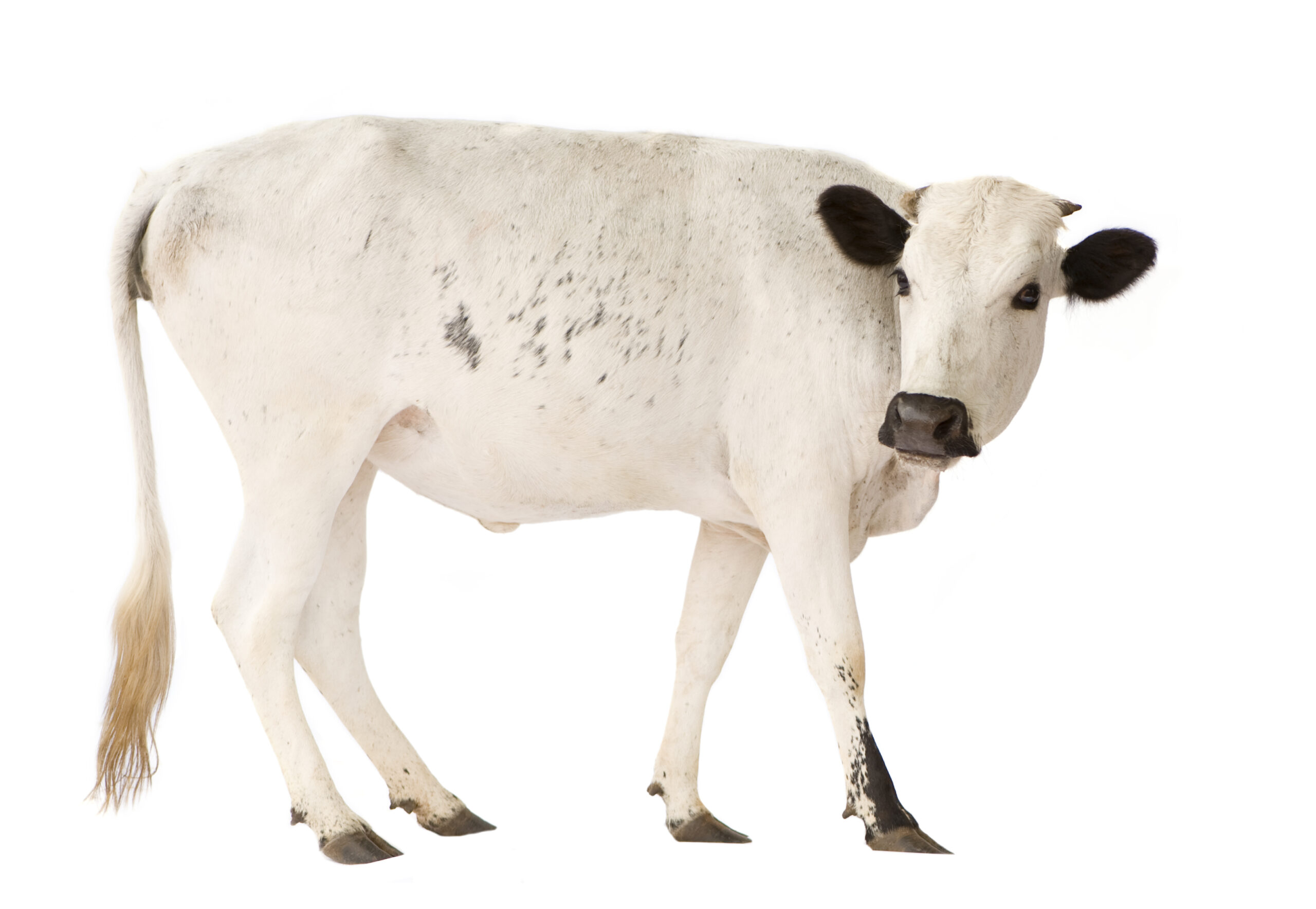 beef commodity update for ArrowStream users, powered by CommodityONE