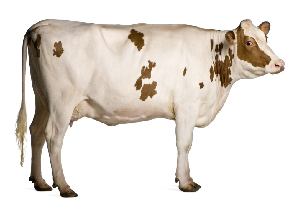 beef commodity update for arrowstream 