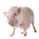 pork commodity update for arrowstream week of march 18 2025