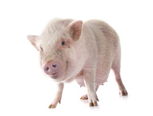 pork commodity update for arrowstream week of march 18 2025