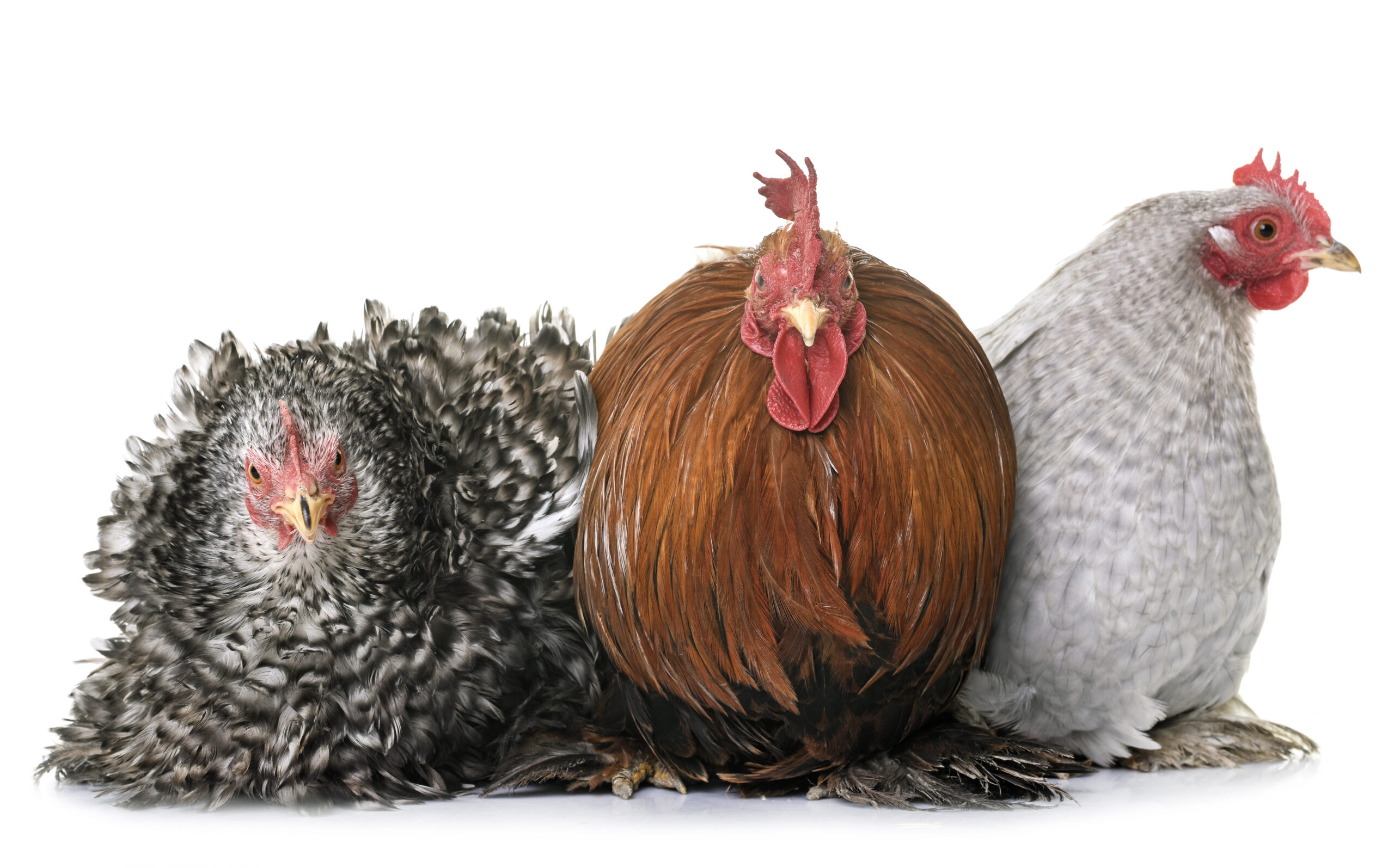 Poultry commodity update exclusively for ArrowStream users, powered by CommodityONE