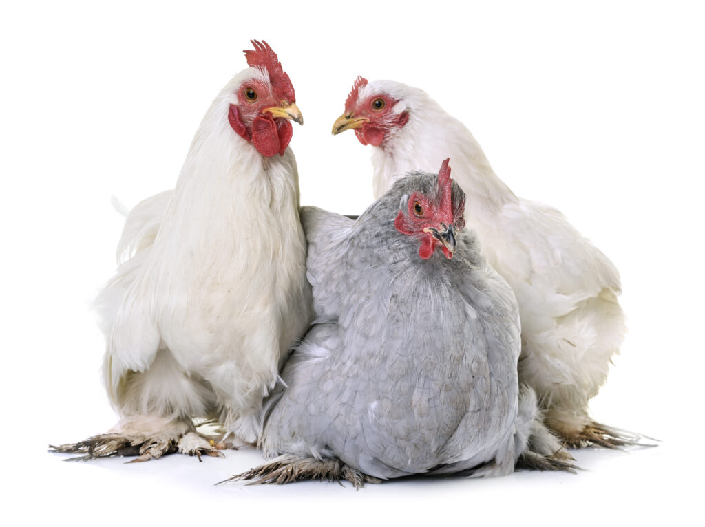 poultry commodity update for arrowstream week of march 11 2025