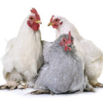 poultry commodity update for arrowstream users, powered by CommodityONE