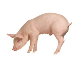 pork commodity update for ArrowStream users, powered by CommodityONE
