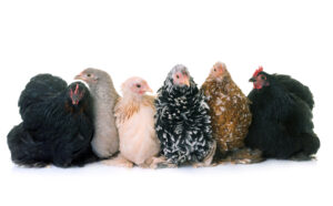 Poultry commodity update for ArrowStream users, powered by CommodityONE
