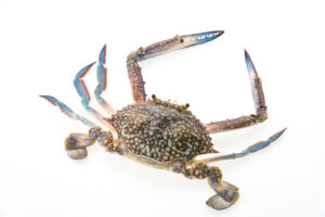 seafood commodity update for arrowstream users, powered by CommodityONE