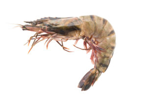 seafood commodity update for ArrowStream users, powered by CommodityONE
