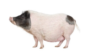 pork commodity updates exclusively for ArrowStream users, powered by CommodityONE