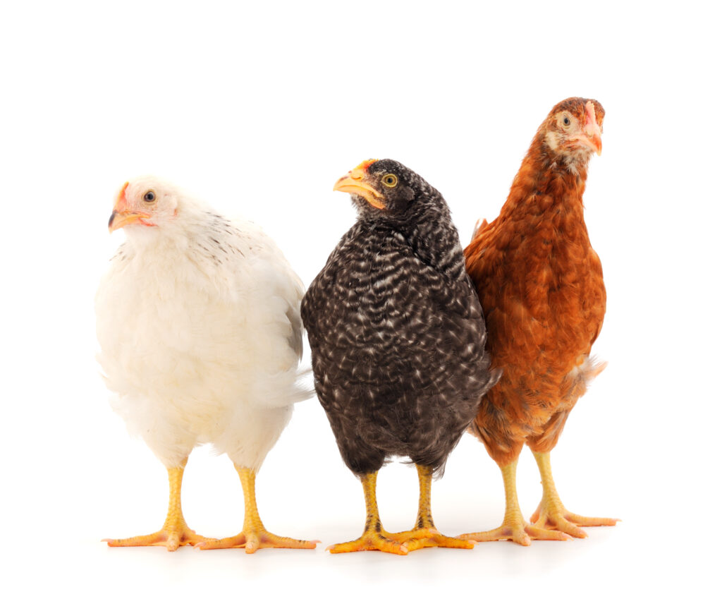 poultry commodity update for arrowstream