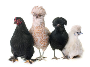 Poultry commodity update for ArrowStream users, powered by CommodityONE