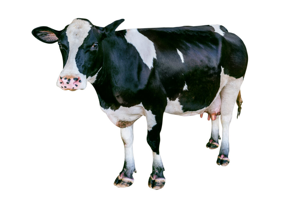 Beef commodity update for ArrowStream users, powered by CommodityONE