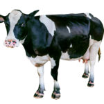 Beef commodity update exclusively for ArrowStream users, powered by CommodityONE
