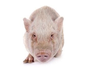 Pork commodity update for ArrowStream users, powered by CommodityONE