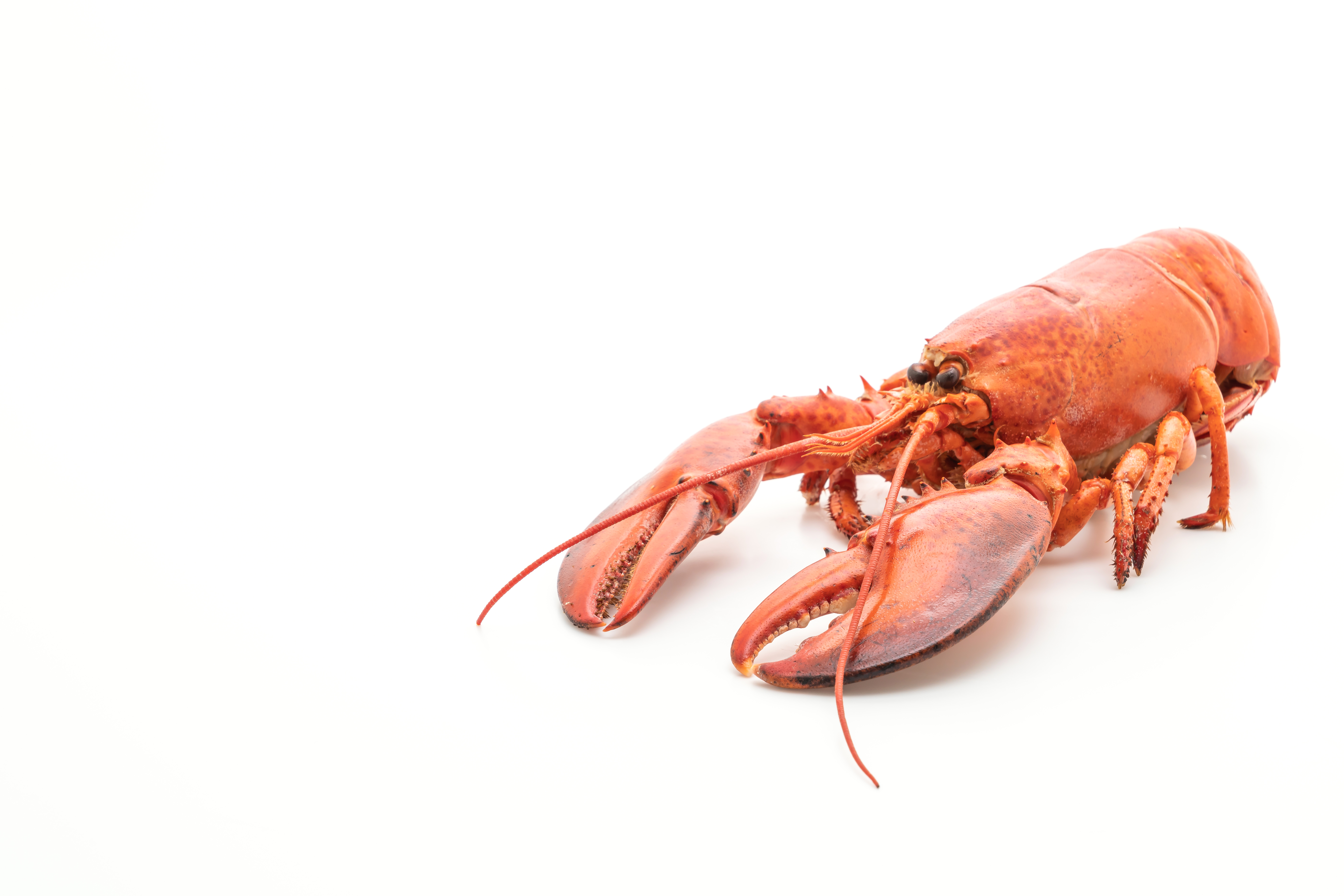 Seafood commodity update exclusively for ArrowStream users, powered by CommodityONE